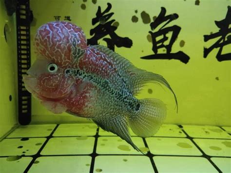 羅漢魚飼養|羅漢魚飼養方法及注意要點 – 寵物百科